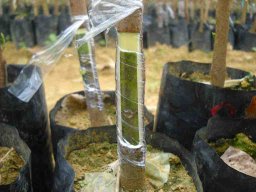 Bud Grafter Training Programme